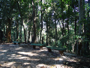 Plants in the Udawatta Kele forest